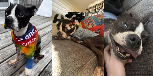 Elsa Update - Final Radiation Update 08/22