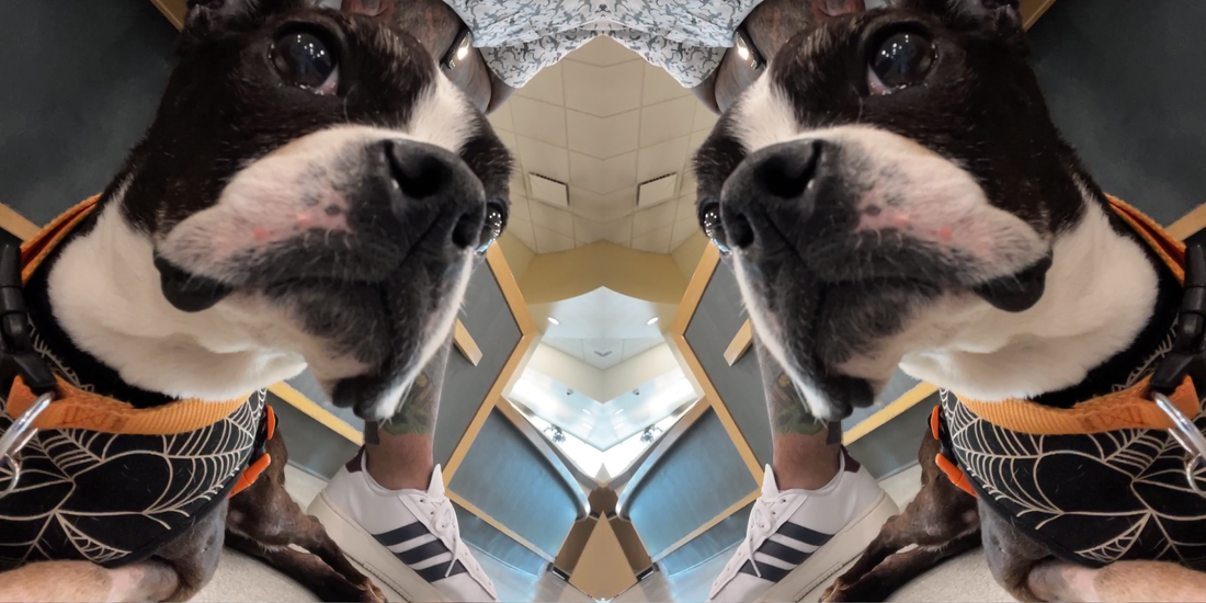 Elsa Update: Radiation Prep
