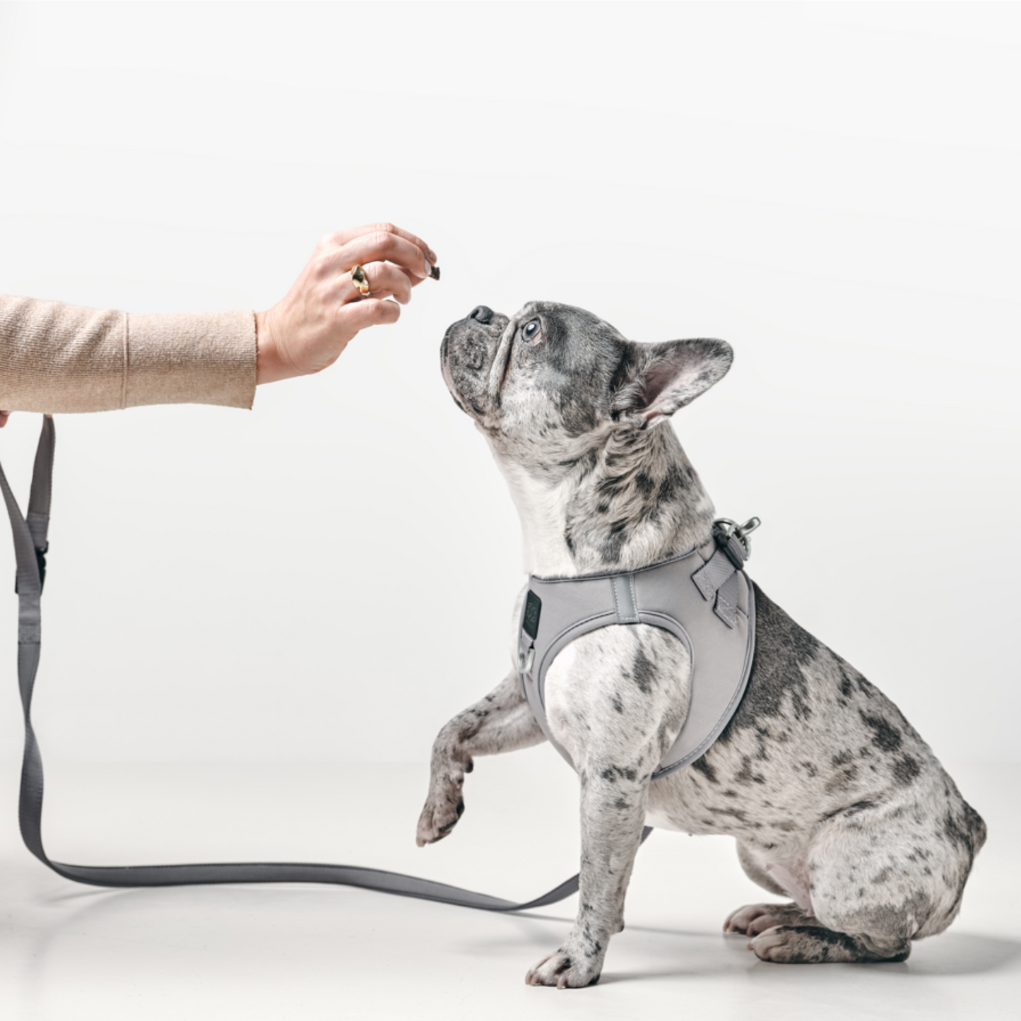 3-in-1 City Dog Leash - Steel