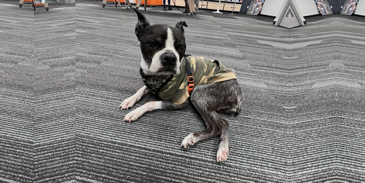 Thinking About Getting A Boston Terrier?