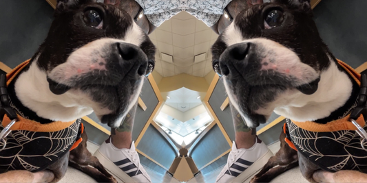 Elsa Update: Radiation Prep