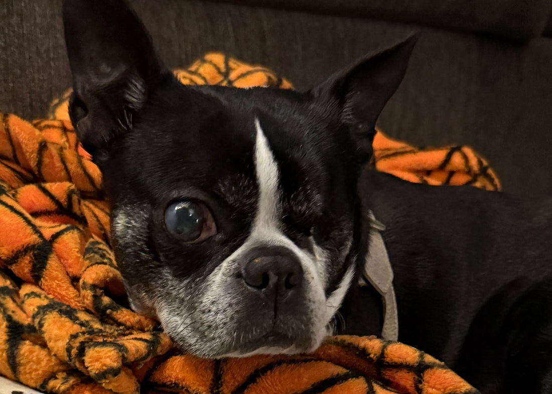 Sweet Ivy: Health Update
