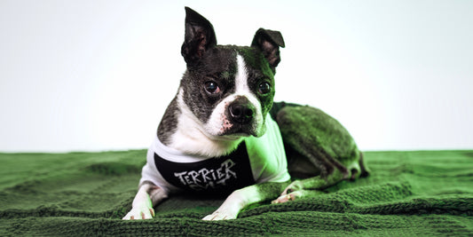 Terrier Cvlt: A Journey of Love, Resilience, and Community