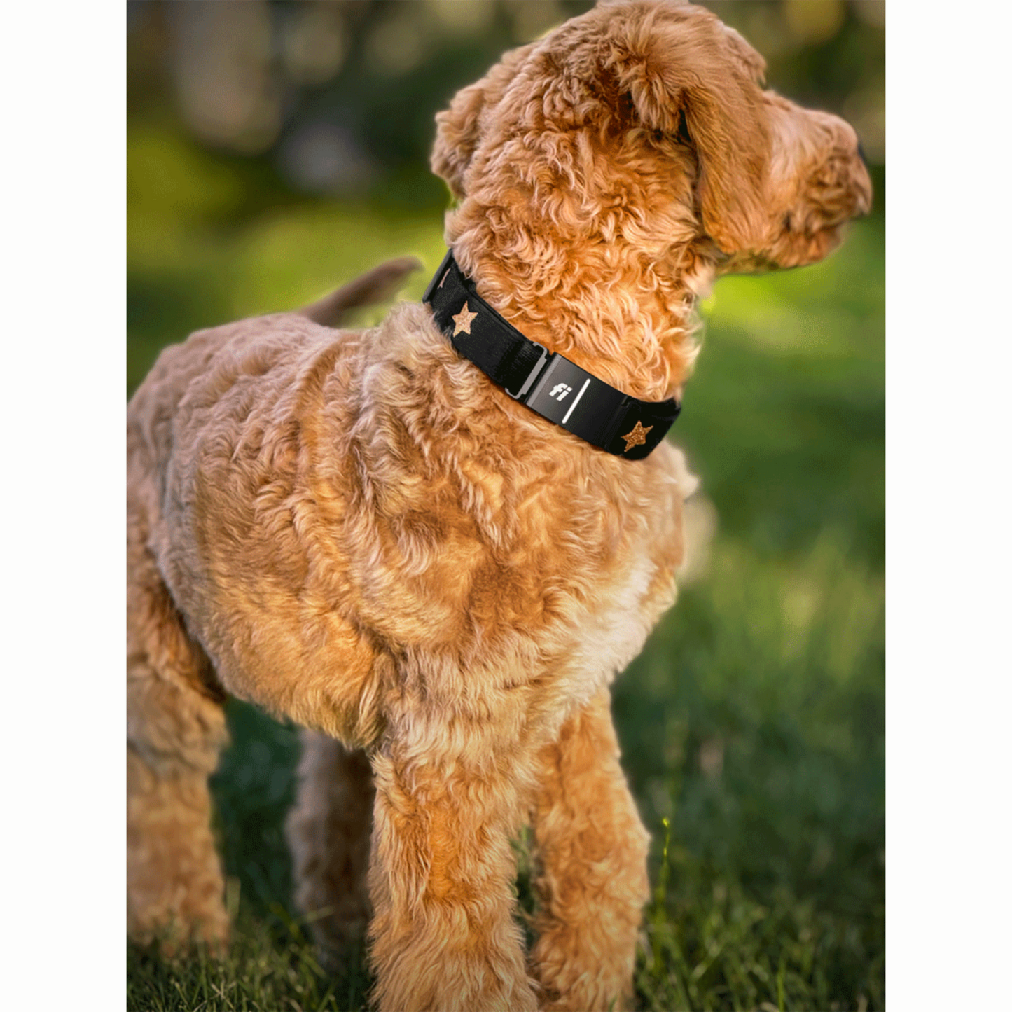 The DOGISTRY x Fi Rockstar 3+ Collar Band